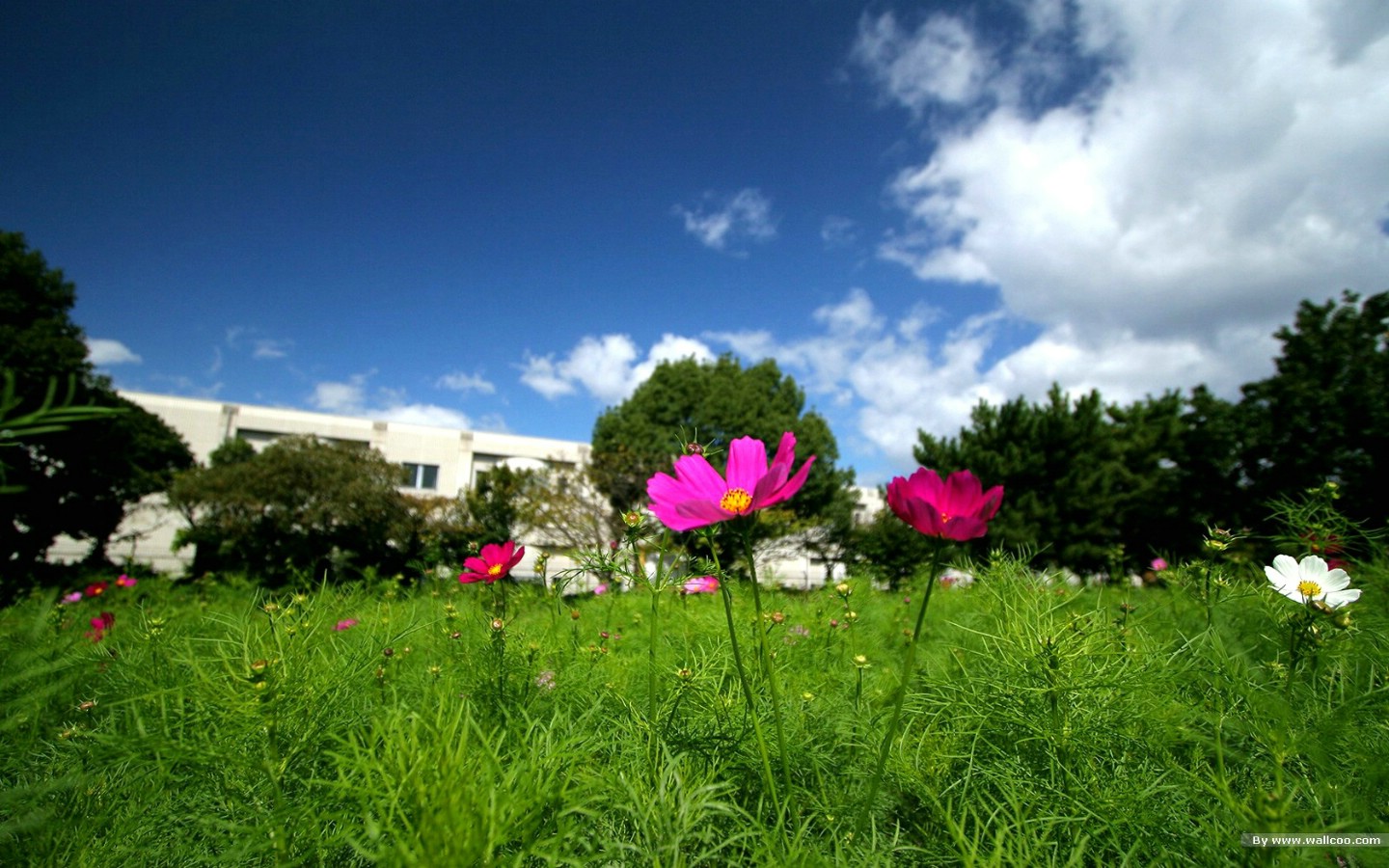 壁纸1440x900 秋天花开 秋樱大波斯菊壁纸壁纸 秋天的大波斯菊壁纸壁纸 秋天的大波斯菊壁纸图片 秋天的大波斯菊壁纸素材 花卉壁纸 花卉图库 花卉图片素材桌面壁纸