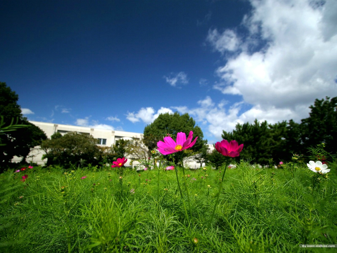 壁纸1400x1050 秋天花开 秋樱大波斯菊壁纸壁纸 秋天的大波斯菊壁纸壁纸 秋天的大波斯菊壁纸图片 秋天的大波斯菊壁纸素材 花卉壁纸 花卉图库 花卉图片素材桌面壁纸