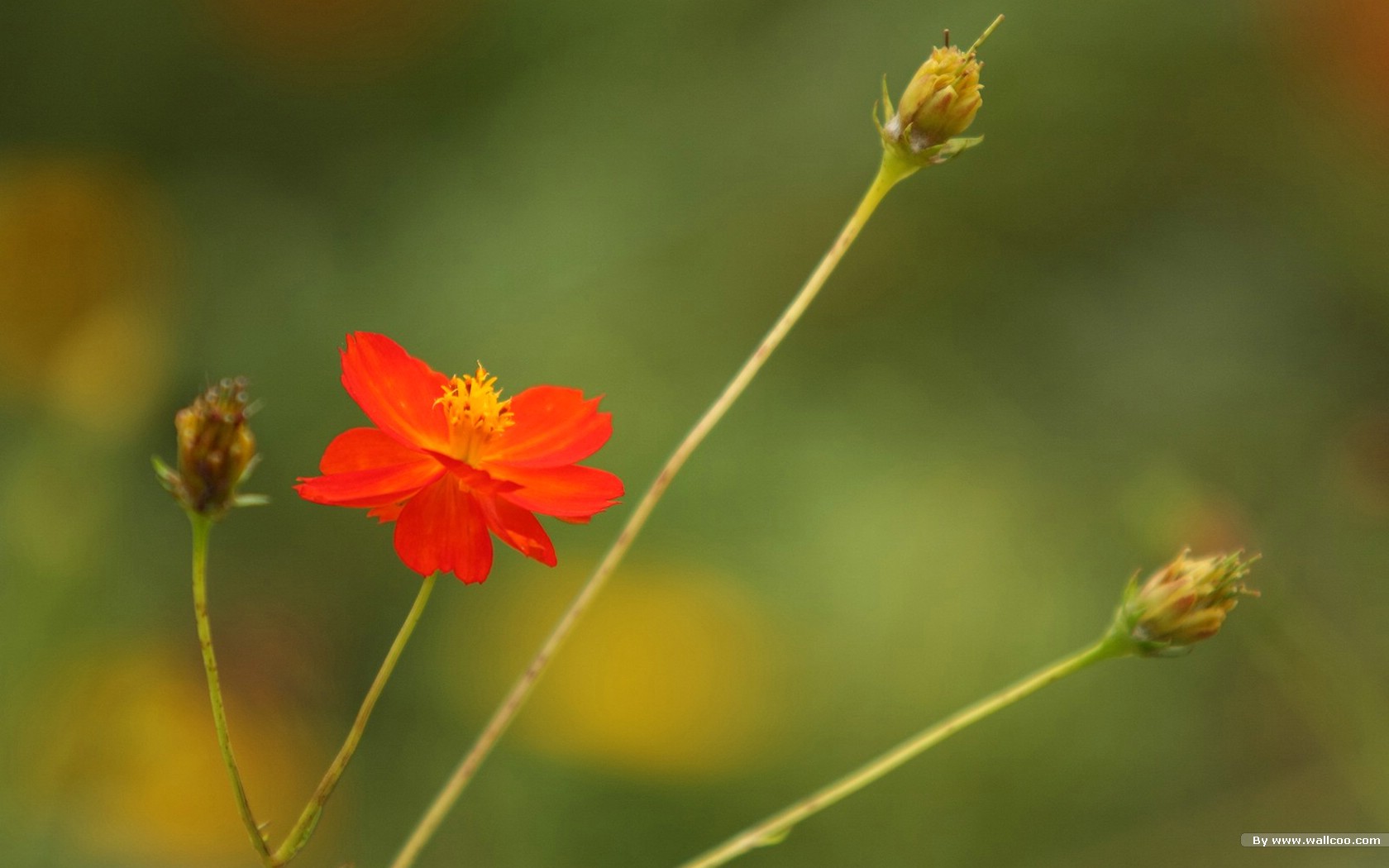 壁纸1680x1050 秋天花开 秋樱大波斯菊壁纸壁纸 秋天的大波斯菊壁纸壁纸 秋天的大波斯菊壁纸图片 秋天的大波斯菊壁纸素材 花卉壁纸 花卉图库 花卉图片素材桌面壁纸