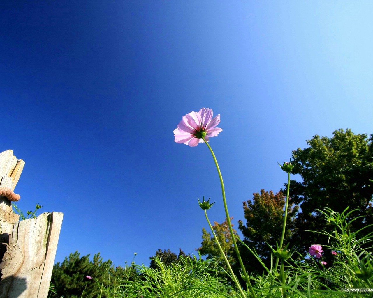 壁纸1280x1024 秋天花开 秋樱大波斯菊壁纸壁纸 秋天的大波斯菊壁纸壁纸 秋天的大波斯菊壁纸图片 秋天的大波斯菊壁纸素材 花卉壁纸 花卉图库 花卉图片素材桌面壁纸