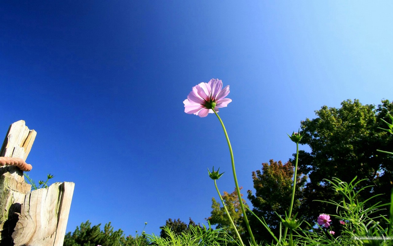 壁纸1280x800 秋天花开 秋樱大波斯菊壁纸壁纸 秋天的大波斯菊壁纸壁纸 秋天的大波斯菊壁纸图片 秋天的大波斯菊壁纸素材 花卉壁纸 花卉图库 花卉图片素材桌面壁纸