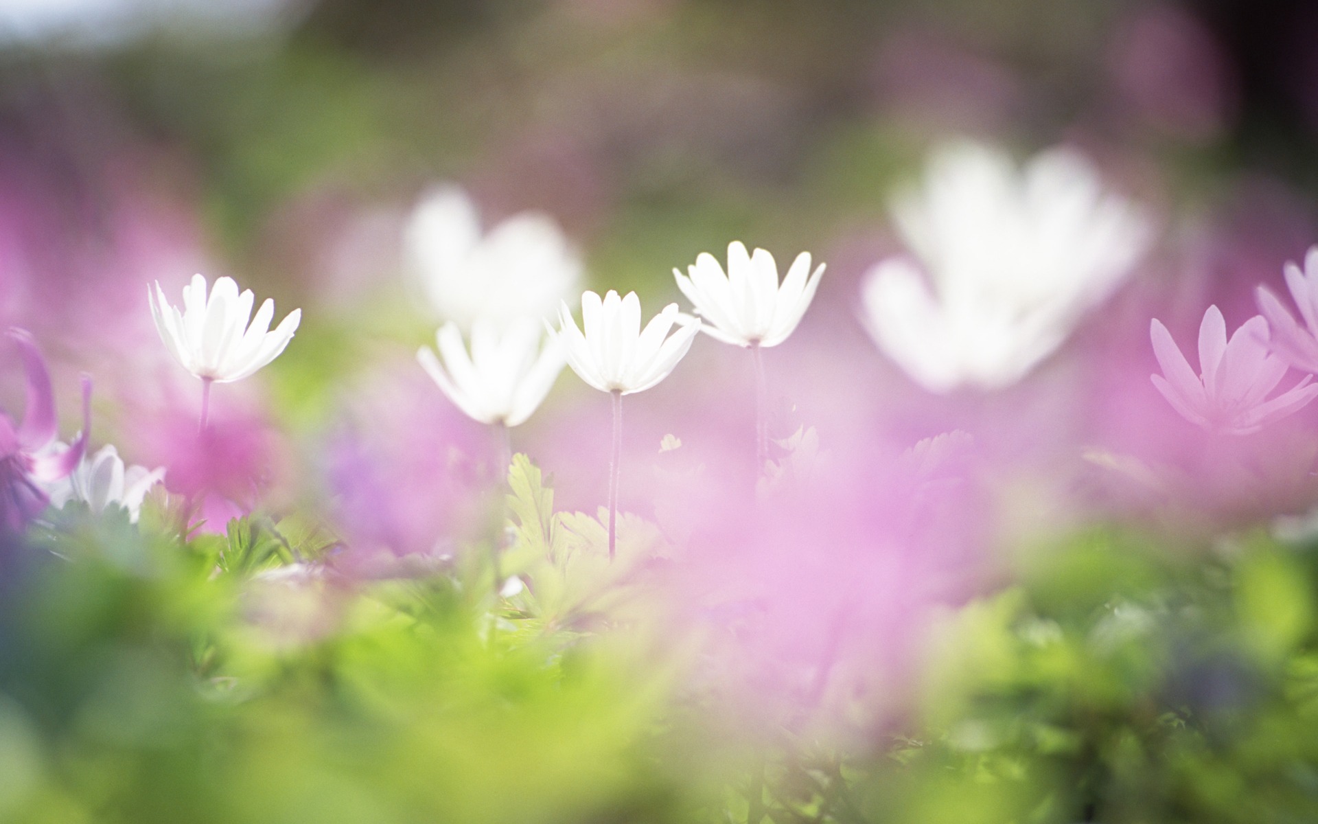 壁纸1920x1200 柔焦摄影 柔和朦胧的鲜花图片壁纸 柔焦摄影-朦胧浪漫花卉摄影壁纸 柔焦摄影-朦胧浪漫花卉摄影图片 柔焦摄影-朦胧浪漫花卉摄影素材 花卉壁纸 花卉图库 花卉图片素材桌面壁纸