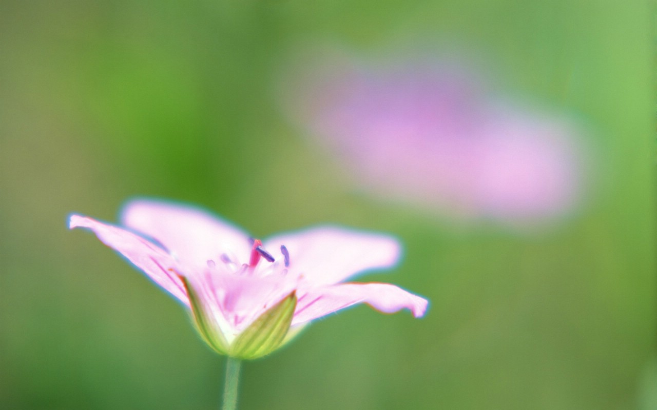 壁纸1280x800 柔焦镜头拍摄的鲜花图片壁纸 柔焦摄影-朦胧浪漫花卉摄影壁纸 柔焦摄影-朦胧浪漫花卉摄影图片 柔焦摄影-朦胧浪漫花卉摄影素材 花卉壁纸 花卉图库 花卉图片素材桌面壁纸