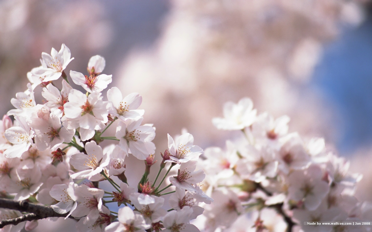 壁纸1440x900 浪漫樱花壁纸 Japanese Cherry Blossom wallpapers壁纸 三月樱花节-樱花壁纸壁纸 三月樱花节-樱花壁纸图片 三月樱花节-樱花壁纸素材 花卉壁纸 花卉图库 花卉图片素材桌面壁纸