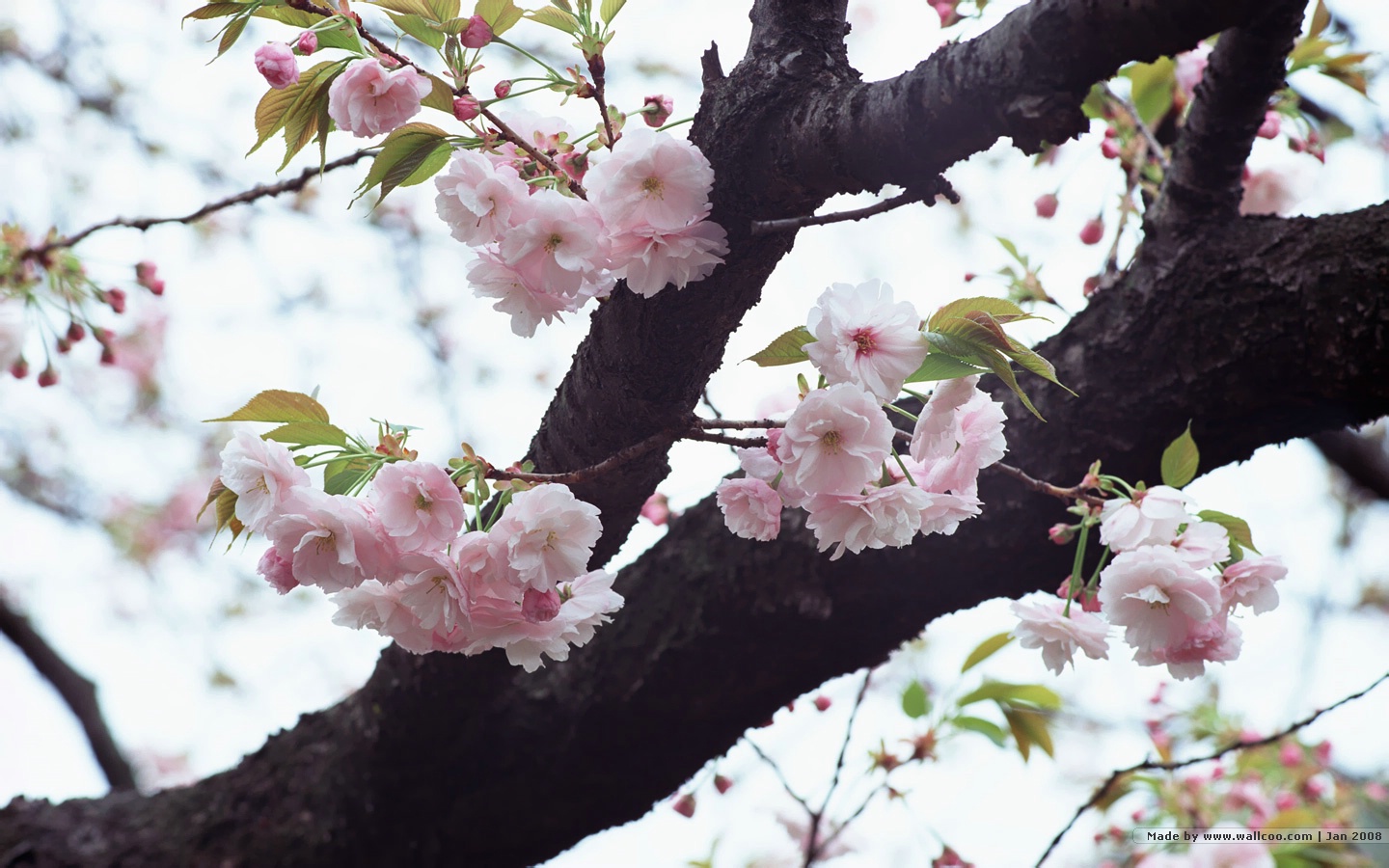 壁纸1440x900 浪漫樱花壁纸 Japanese Cherry Blossom wallpapers壁纸 三月樱花节-樱花壁纸壁纸 三月樱花节-樱花壁纸图片 三月樱花节-樱花壁纸素材 花卉壁纸 花卉图库 花卉图片素材桌面壁纸