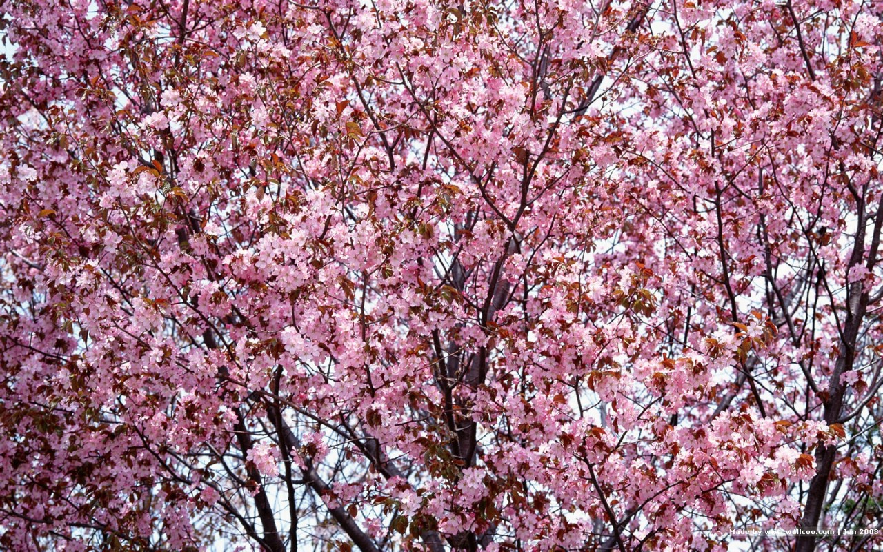 壁纸1280x800 日本樱花图片 Japanese Sakura Cherry Blossom Photos壁纸 三月樱花节-樱花壁纸壁纸 三月樱花节-樱花壁纸图片 三月樱花节-樱花壁纸素材 花卉壁纸 花卉图库 花卉图片素材桌面壁纸
