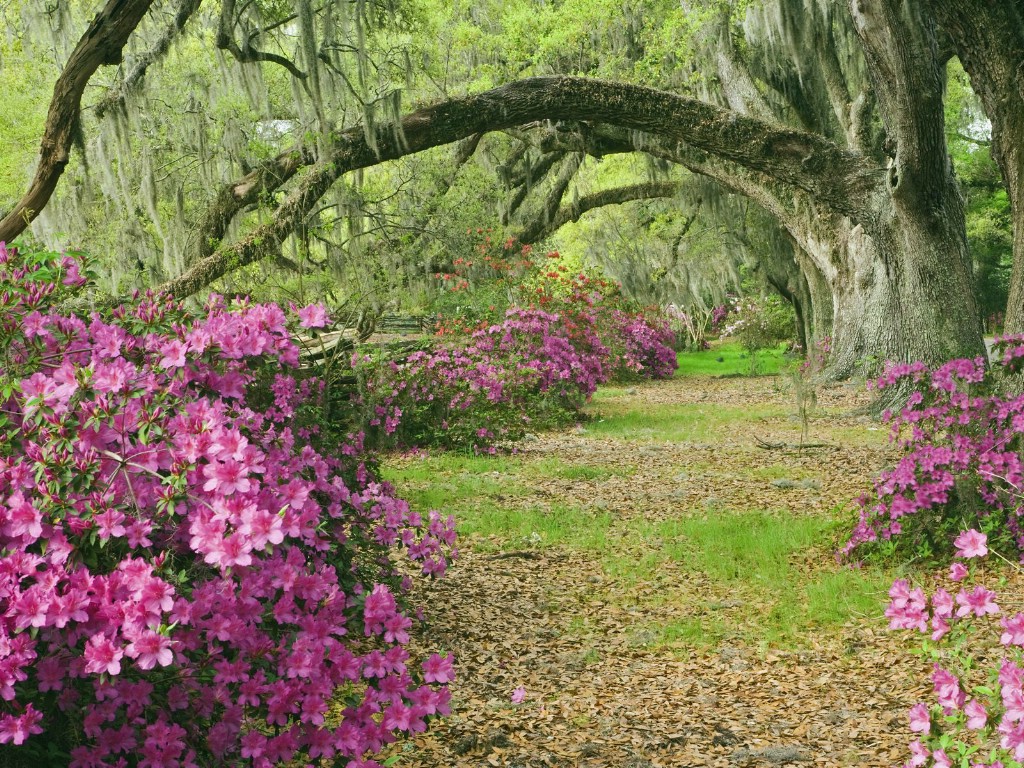 壁纸1024x768生命的绽放 植物花卉壁纸精选 第一辑 Azaleas and Live Oaks Magnolia Plantation South Carolina 橡树和杜鹃花图片壁纸壁纸 生命的绽放植物花卉壁纸精选 第一辑壁纸 生命的绽放植物花卉壁纸精选 第一辑图片 生命的绽放植物花卉壁纸精选 第一辑素材 花卉壁纸 花卉图库 花卉图片素材桌面壁纸