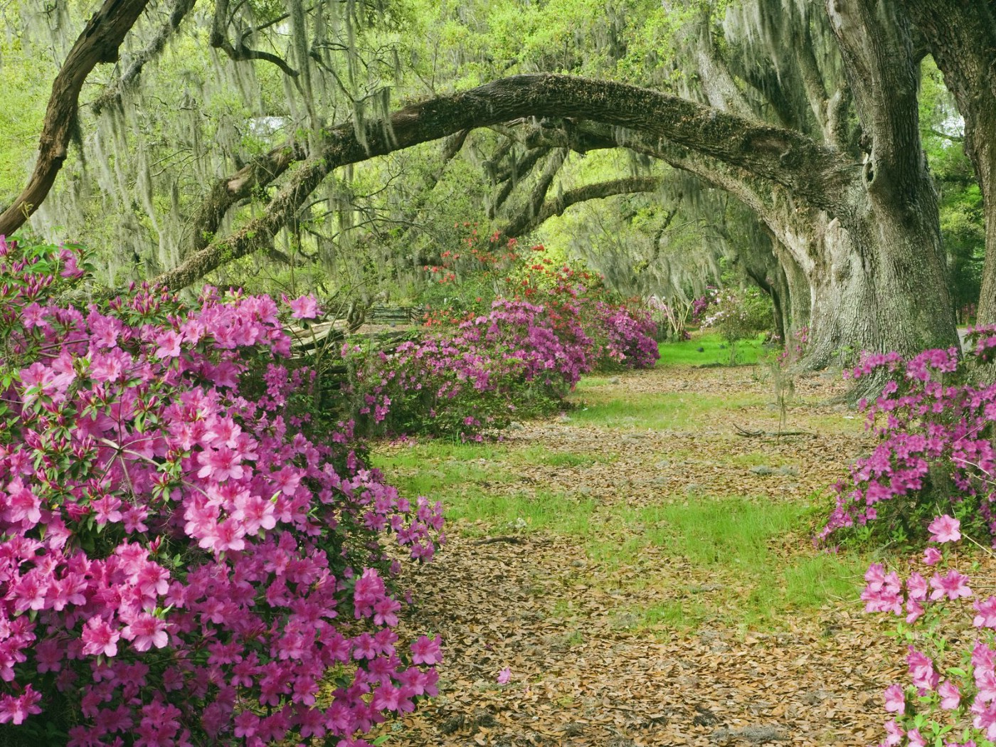 壁纸1400x1050生命的绽放 植物花卉壁纸精选 第一辑 Azaleas and Live Oaks Magnolia Plantation South Carolina 橡树和杜鹃花图片壁纸壁纸 生命的绽放植物花卉壁纸精选 第一辑壁纸 生命的绽放植物花卉壁纸精选 第一辑图片 生命的绽放植物花卉壁纸精选 第一辑素材 花卉壁纸 花卉图库 花卉图片素材桌面壁纸