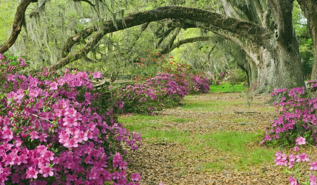 壁纸1024x600生命的绽放 植物花卉壁纸精选 第一辑 Azaleas and Live Oaks Magnolia Plantation South Carolina 橡树和杜鹃花图片壁纸壁纸 生命的绽放植物花卉壁纸精选 第一辑壁纸 生命的绽放植物花卉壁纸精选 第一辑图片 生命的绽放植物花卉壁纸精选 第一辑素材 花卉壁纸 花卉图库 花卉图片素材桌面壁纸