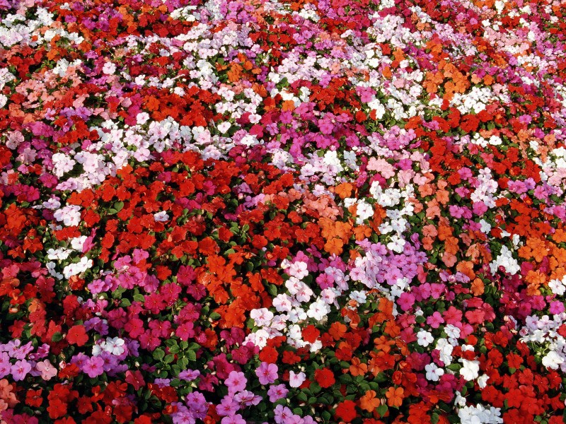 壁纸800x600生命的绽放 植物花卉壁纸精选 第一辑 Bed of Impatiens 凤仙花图片壁纸壁纸 生命的绽放植物花卉壁纸精选 第一辑壁纸 生命的绽放植物花卉壁纸精选 第一辑图片 生命的绽放植物花卉壁纸精选 第一辑素材 花卉壁纸 花卉图库 花卉图片素材桌面壁纸