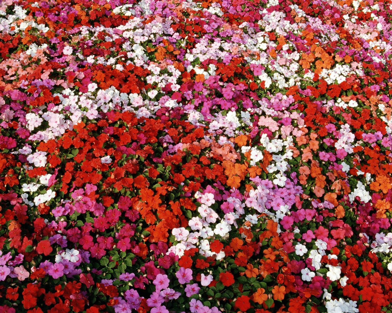 壁纸1280x1024生命的绽放 植物花卉壁纸精选 第一辑 Bed of Impatiens 凤仙花图片壁纸壁纸 生命的绽放植物花卉壁纸精选 第一辑壁纸 生命的绽放植物花卉壁纸精选 第一辑图片 生命的绽放植物花卉壁纸精选 第一辑素材 花卉壁纸 花卉图库 花卉图片素材桌面壁纸