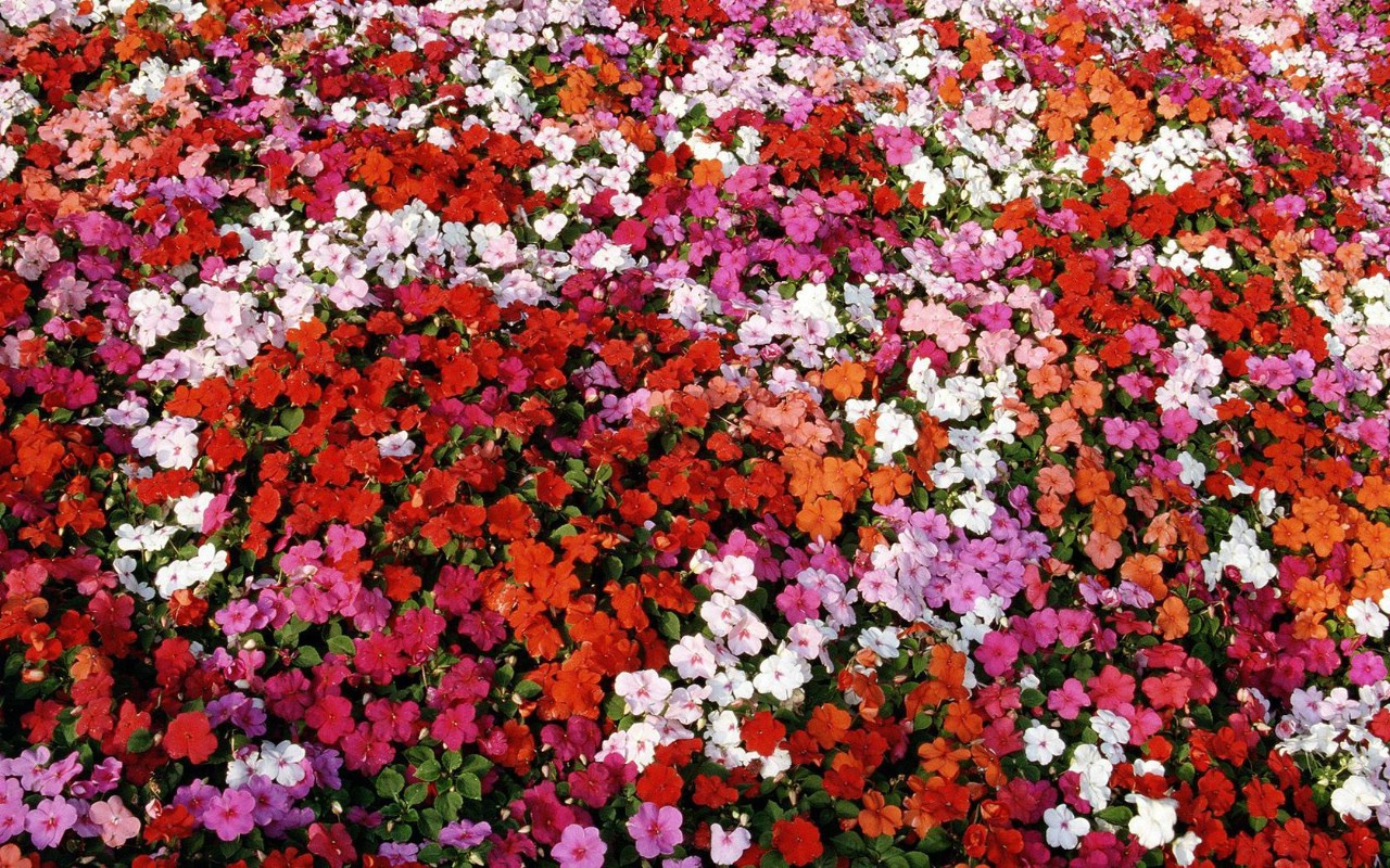 壁纸1280x800生命的绽放 植物花卉壁纸精选 第一辑 Bed of Impatiens 凤仙花图片壁纸壁纸 生命的绽放植物花卉壁纸精选 第一辑壁纸 生命的绽放植物花卉壁纸精选 第一辑图片 生命的绽放植物花卉壁纸精选 第一辑素材 花卉壁纸 花卉图库 花卉图片素材桌面壁纸