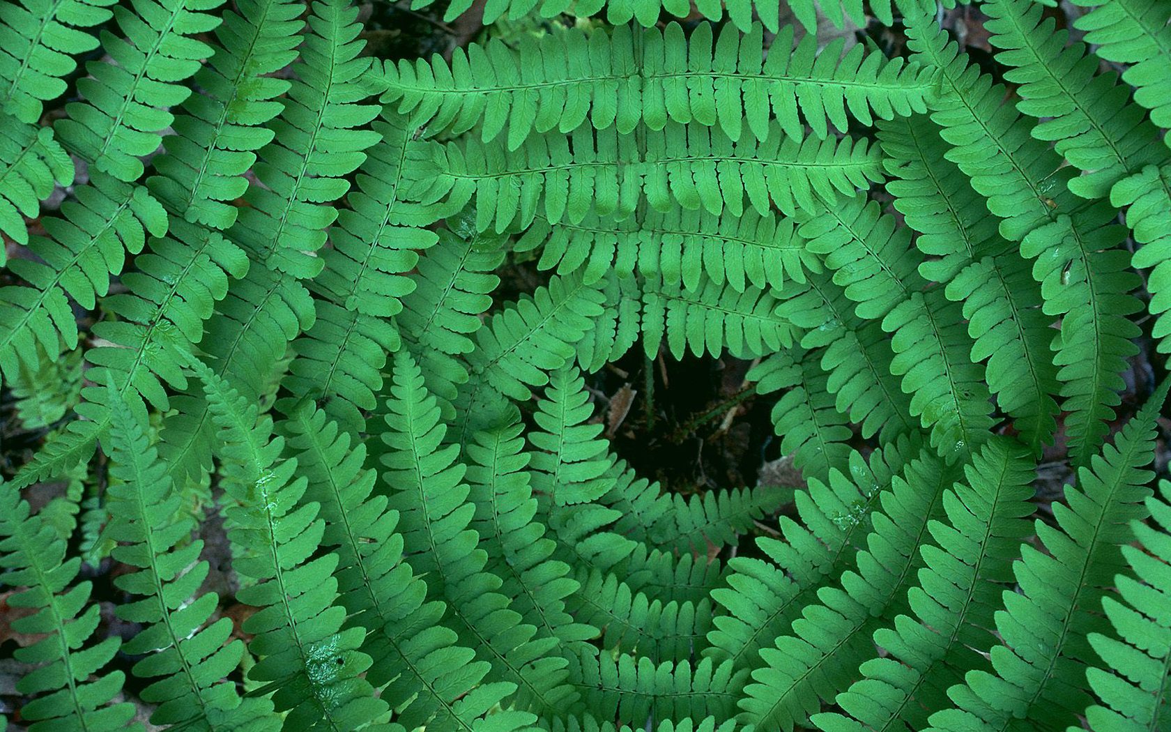 壁纸1680x1050生命的绽放 植物花卉壁纸精选 第一辑 Converging Ferns 蕨草图片壁纸壁纸 生命的绽放植物花卉壁纸精选 第一辑壁纸 生命的绽放植物花卉壁纸精选 第一辑图片 生命的绽放植物花卉壁纸精选 第一辑素材 花卉壁纸 花卉图库 花卉图片素材桌面壁纸