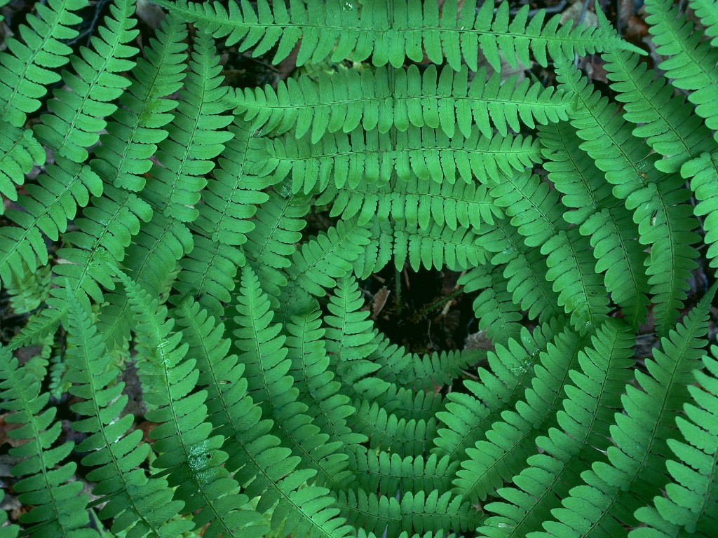 壁纸1024x768生命的绽放 植物花卉壁纸精选 第一辑 Converging Ferns 蕨草图片壁纸壁纸 生命的绽放植物花卉壁纸精选 第一辑壁纸 生命的绽放植物花卉壁纸精选 第一辑图片 生命的绽放植物花卉壁纸精选 第一辑素材 花卉壁纸 花卉图库 花卉图片素材桌面壁纸