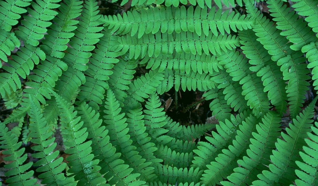 壁纸1024x600生命的绽放 植物花卉壁纸精选 第一辑 Converging Ferns 蕨草图片壁纸壁纸 生命的绽放植物花卉壁纸精选 第一辑壁纸 生命的绽放植物花卉壁纸精选 第一辑图片 生命的绽放植物花卉壁纸精选 第一辑素材 花卉壁纸 花卉图库 花卉图片素材桌面壁纸