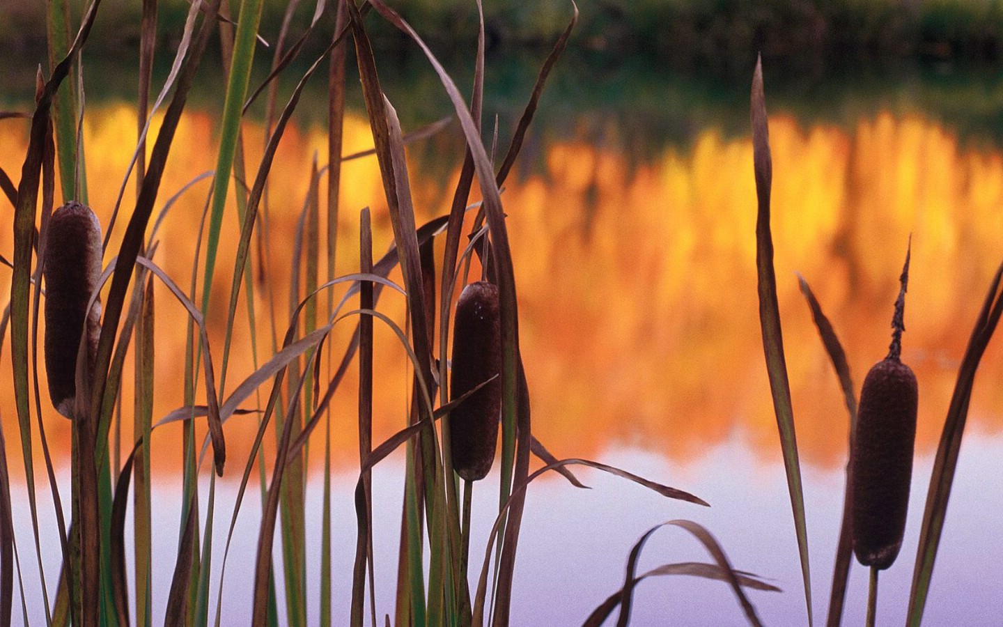 壁纸1440x900生命的绽放 植物花卉壁纸精选 第一辑 Cattails 香蒲图片壁纸壁纸 生命的绽放植物花卉壁纸精选 第一辑壁纸 生命的绽放植物花卉壁纸精选 第一辑图片 生命的绽放植物花卉壁纸精选 第一辑素材 花卉壁纸 花卉图库 花卉图片素材桌面壁纸