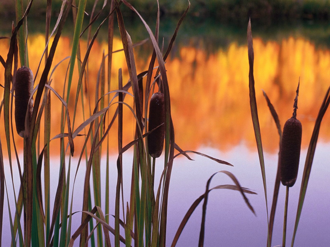 壁纸1400x1050生命的绽放 植物花卉壁纸精选 第一辑 Cattails 香蒲图片壁纸壁纸 生命的绽放植物花卉壁纸精选 第一辑壁纸 生命的绽放植物花卉壁纸精选 第一辑图片 生命的绽放植物花卉壁纸精选 第一辑素材 花卉壁纸 花卉图库 花卉图片素材桌面壁纸