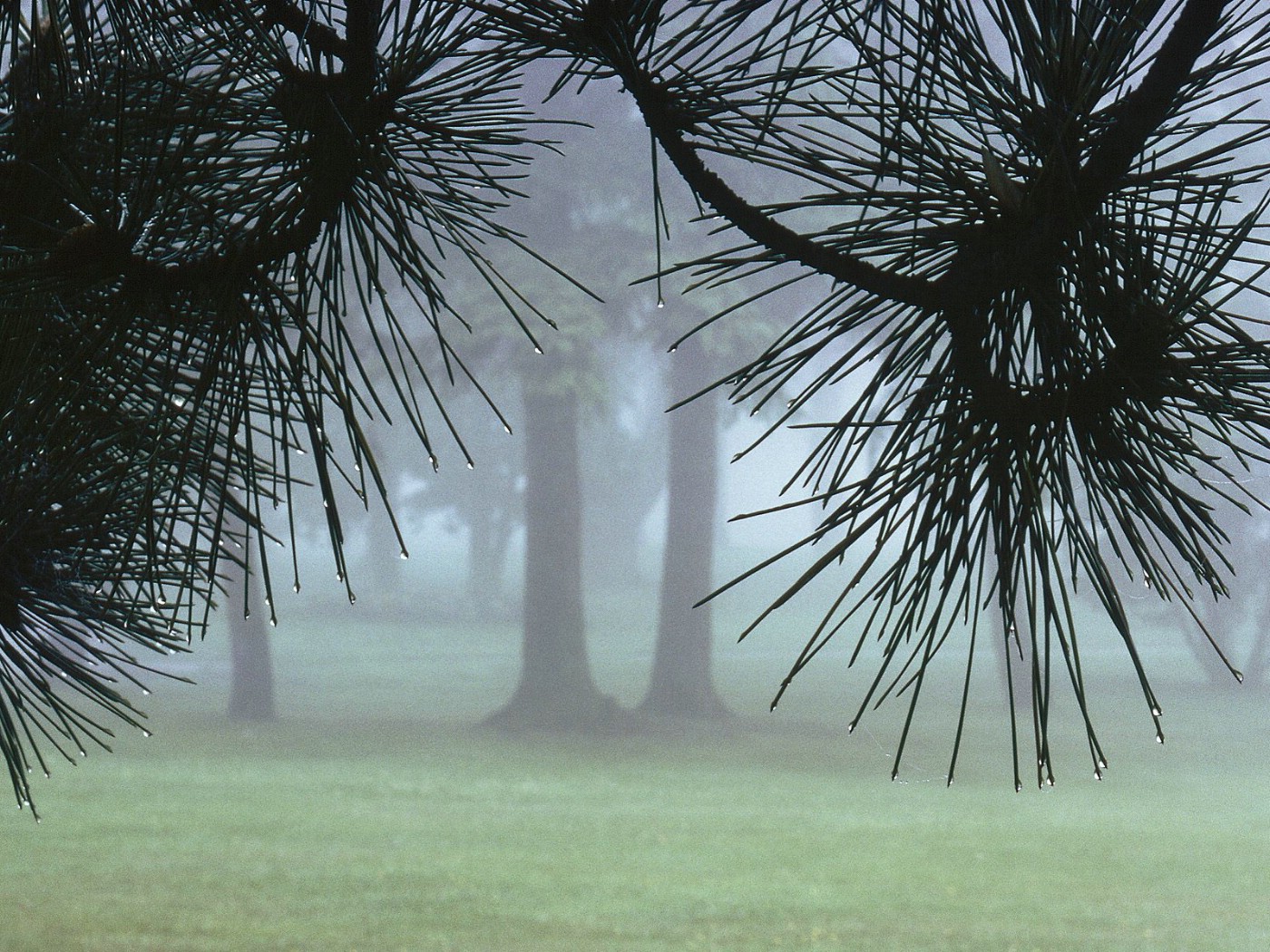 壁纸1400x1050生命的绽放 植物花卉壁纸精选 第一辑 Evergreens in Morning Fog 晨雾中的松树图片壁纸壁纸 生命的绽放植物花卉壁纸精选 第一辑壁纸 生命的绽放植物花卉壁纸精选 第一辑图片 生命的绽放植物花卉壁纸精选 第一辑素材 花卉壁纸 花卉图库 花卉图片素材桌面壁纸