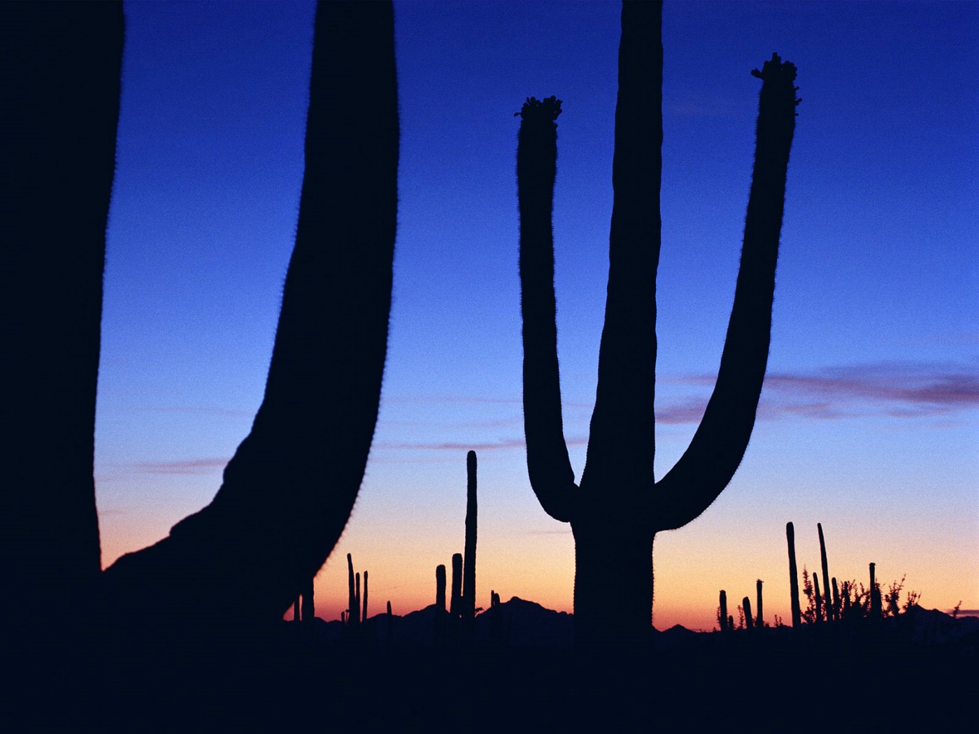 壁纸1400x1050生命的绽放 植物花卉壁纸精选 第一辑 Saguaro at Sunset 日落中的仙人掌图片壁纸壁纸 生命的绽放植物花卉壁纸精选 第一辑壁纸 生命的绽放植物花卉壁纸精选 第一辑图片 生命的绽放植物花卉壁纸精选 第一辑素材 花卉壁纸 花卉图库 花卉图片素材桌面壁纸