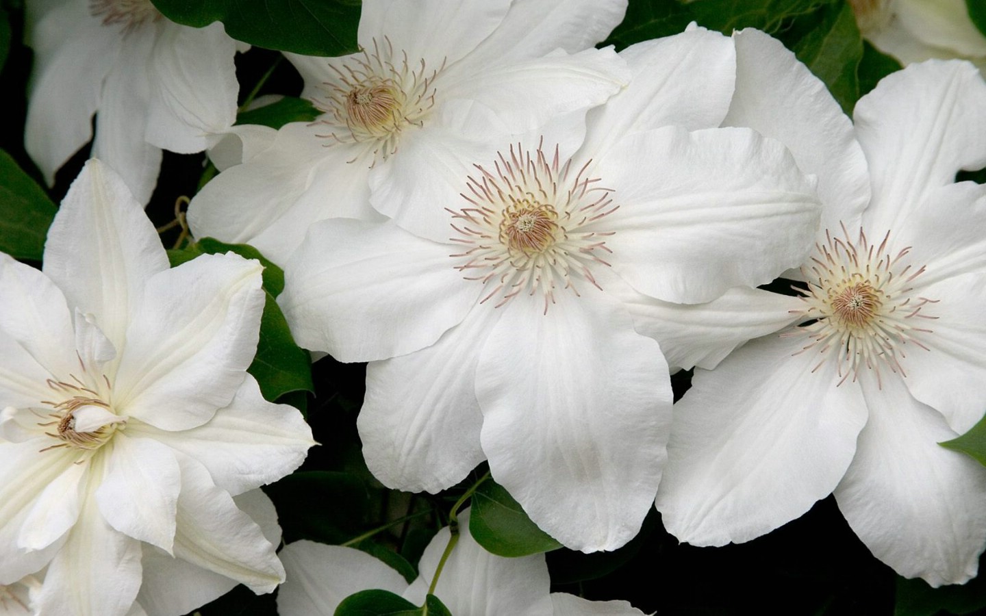 壁纸1440x900生命的绽放 植物花卉壁纸精选 第一辑 White Clematis 白色铁线莲图片壁纸壁纸 生命的绽放植物花卉壁纸精选 第一辑壁纸 生命的绽放植物花卉壁纸精选 第一辑图片 生命的绽放植物花卉壁纸精选 第一辑素材 花卉壁纸 花卉图库 花卉图片素材桌面壁纸