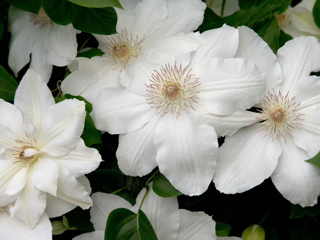 壁纸1024x768生命的绽放 植物花卉壁纸精选 第一辑 White Clematis 白色铁线莲图片壁纸壁纸 生命的绽放植物花卉壁纸精选 第一辑壁纸 生命的绽放植物花卉壁纸精选 第一辑图片 生命的绽放植物花卉壁纸精选 第一辑素材 花卉壁纸 花卉图库 花卉图片素材桌面壁纸