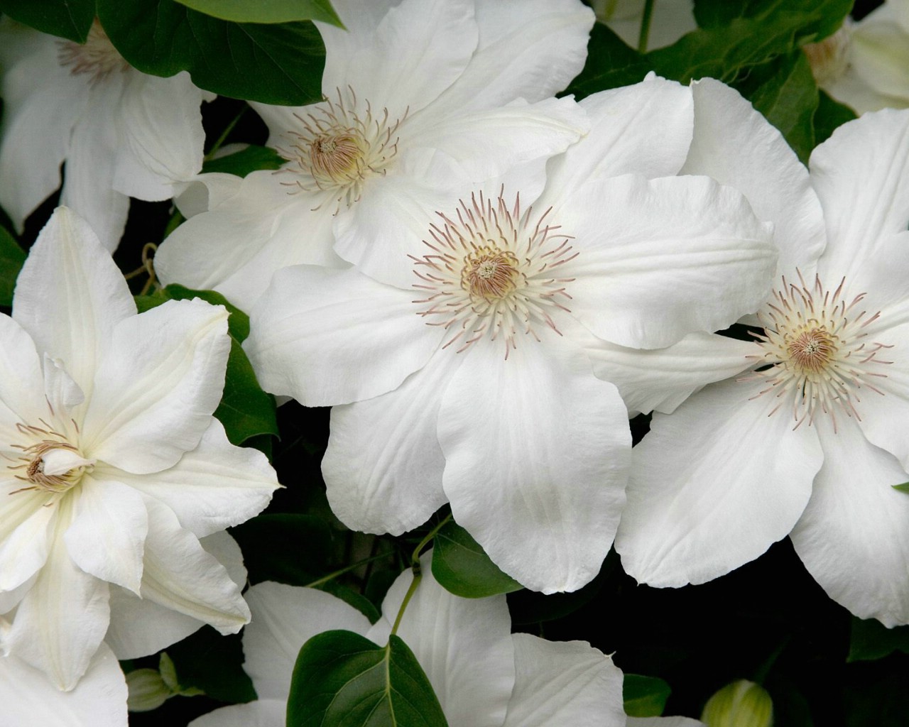 壁纸1280x1024生命的绽放 植物花卉壁纸精选 第一辑 White Clematis 白色铁线莲图片壁纸壁纸 生命的绽放植物花卉壁纸精选 第一辑壁纸 生命的绽放植物花卉壁纸精选 第一辑图片 生命的绽放植物花卉壁纸精选 第一辑素材 花卉壁纸 花卉图库 花卉图片素材桌面壁纸