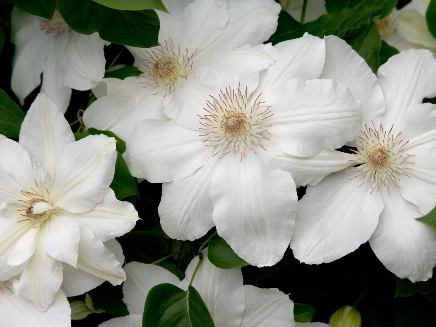 壁纸1400x1050生命的绽放 植物花卉壁纸精选 第一辑 White Clematis 白色铁线莲图片壁纸壁纸 生命的绽放植物花卉壁纸精选 第一辑壁纸 生命的绽放植物花卉壁纸精选 第一辑图片 生命的绽放植物花卉壁纸精选 第一辑素材 花卉壁纸 花卉图库 花卉图片素材桌面壁纸