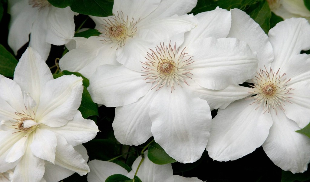 壁纸1024x600生命的绽放 植物花卉壁纸精选 第一辑 White Clematis 白色铁线莲图片壁纸壁纸 生命的绽放植物花卉壁纸精选 第一辑壁纸 生命的绽放植物花卉壁纸精选 第一辑图片 生命的绽放植物花卉壁纸精选 第一辑素材 花卉壁纸 花卉图库 花卉图片素材桌面壁纸