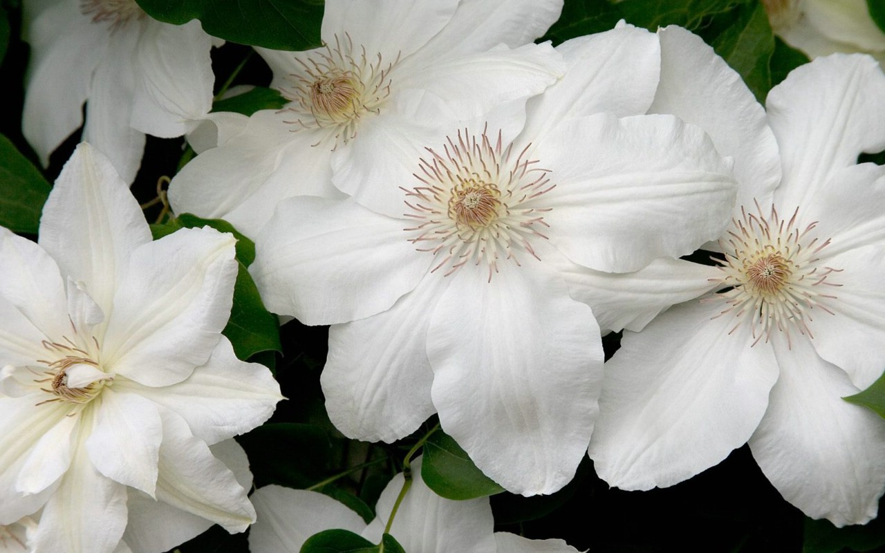 壁纸1280x800生命的绽放 植物花卉壁纸精选 第一辑 White Clematis 白色铁线莲图片壁纸壁纸 生命的绽放植物花卉壁纸精选 第一辑壁纸 生命的绽放植物花卉壁纸精选 第一辑图片 生命的绽放植物花卉壁纸精选 第一辑素材 花卉壁纸 花卉图库 花卉图片素材桌面壁纸