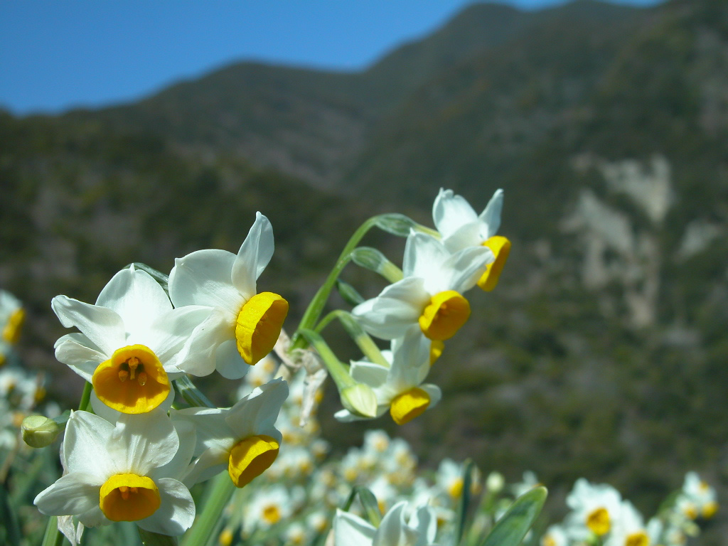 壁纸1024x768花卉摄影系列 水仙花 水仙花图片壁纸 Narcissus flower Desktop wallpaper壁纸 水仙花壁纸壁纸 水仙花壁纸图片 水仙花壁纸素材 花卉壁纸 花卉图库 花卉图片素材桌面壁纸