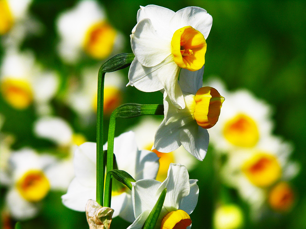 壁纸1024x768花卉摄影系列 水仙花 水仙花图片壁纸 Narcissus flower Desktop wallpaper壁纸 水仙花壁纸壁纸 水仙花壁纸图片 水仙花壁纸素材 花卉壁纸 花卉图库 花卉图片素材桌面壁纸