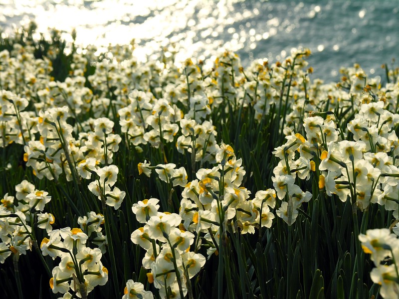 壁纸800x600花卉摄影系列 水仙花 水仙花图片壁纸 Narcissus flower Desktop wallpaper壁纸 水仙花壁纸壁纸 水仙花壁纸图片 水仙花壁纸素材 花卉壁纸 花卉图库 花卉图片素材桌面壁纸