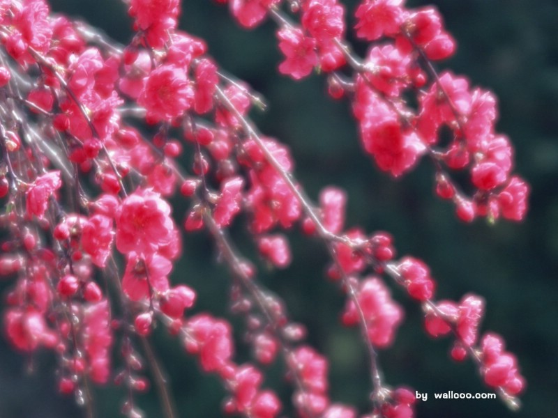 壁纸800x600桃花朵朵开 桃花摄影图片 一 新年桃花图片壁纸 blossoming peach Desktop Wallpaper壁纸 桃花朵朵开-桃花摄影壁纸(一)壁纸 桃花朵朵开-桃花摄影壁纸(一)图片 桃花朵朵开-桃花摄影壁纸(一)素材 花卉壁纸 花卉图库 花卉图片素材桌面壁纸