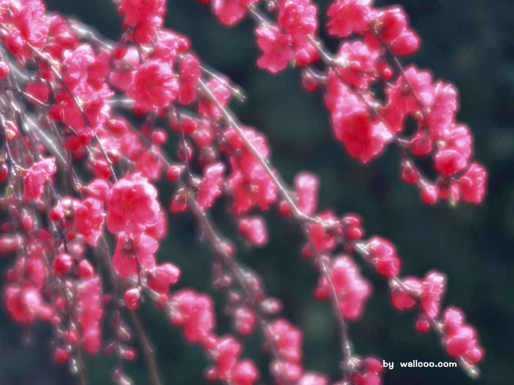 壁纸1024x768桃花朵朵开 桃花摄影图片 一 新年桃花图片壁纸 blossoming peach Desktop Wallpaper壁纸 桃花朵朵开-桃花摄影壁纸(一)壁纸 桃花朵朵开-桃花摄影壁纸(一)图片 桃花朵朵开-桃花摄影壁纸(一)素材 花卉壁纸 花卉图库 花卉图片素材桌面壁纸