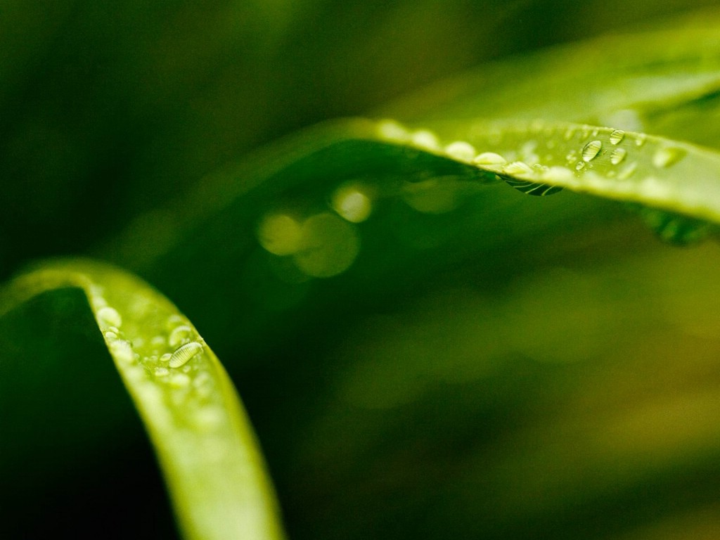 壁纸1024x768 精美微距花卉桌面壁纸壁纸 微距下的植物花卉摄影壁纸 微距下的植物花卉摄影图片 微距下的植物花卉摄影素材 花卉壁纸 花卉图库 花卉图片素材桌面壁纸