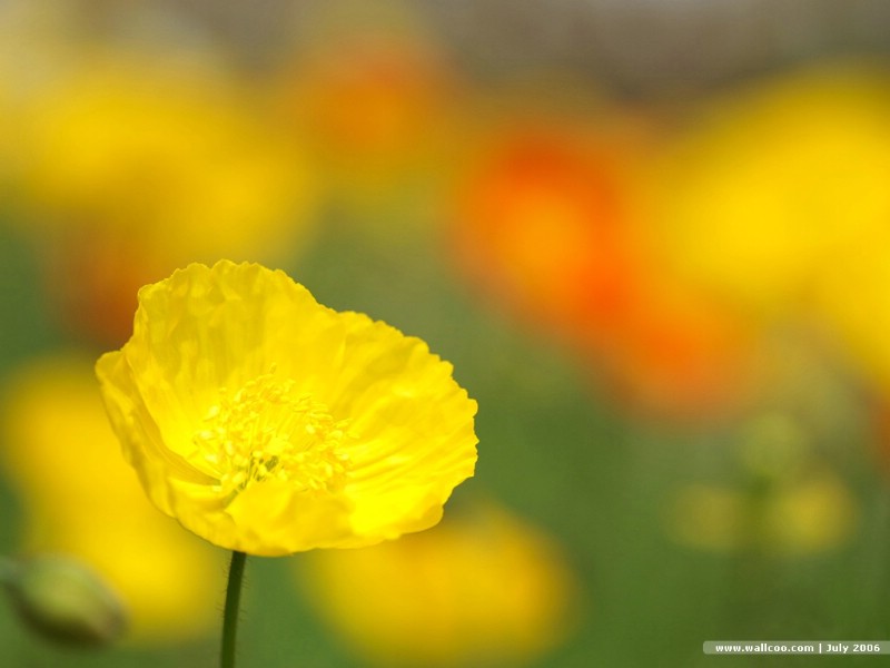 壁纸800x600鲜艳的虞美人 Corn Poppy Flower Wallpapers 花卉 虞美人图片 Desktop Wallpaper of poppy flower壁纸 鲜艳的虞美人Corn Poppy Flower Wallpapers壁纸 鲜艳的虞美人Corn Poppy Flower Wallpapers图片 鲜艳的虞美人Corn Poppy Flower Wallpapers素材 花卉壁纸 花卉图库 花卉图片素材桌面壁纸