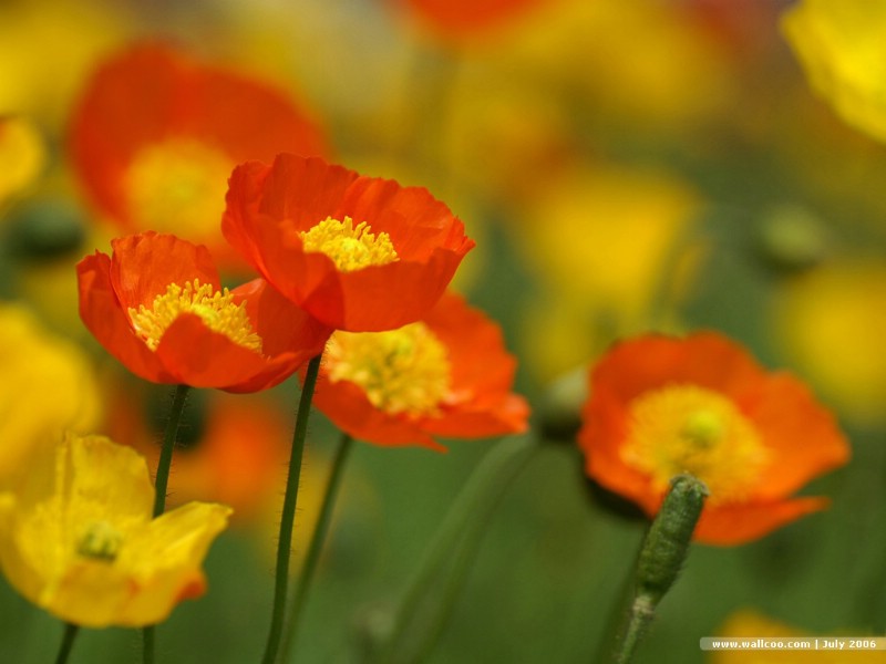 壁纸800x600鲜艳的虞美人 Corn Poppy Flower Wallpapers 花卉 虞美人图片 Desktop Wallpaper of poppy flower壁纸 鲜艳的虞美人Corn Poppy Flower Wallpapers壁纸 鲜艳的虞美人Corn Poppy Flower Wallpapers图片 鲜艳的虞美人Corn Poppy Flower Wallpapers素材 花卉壁纸 花卉图库 花卉图片素材桌面壁纸