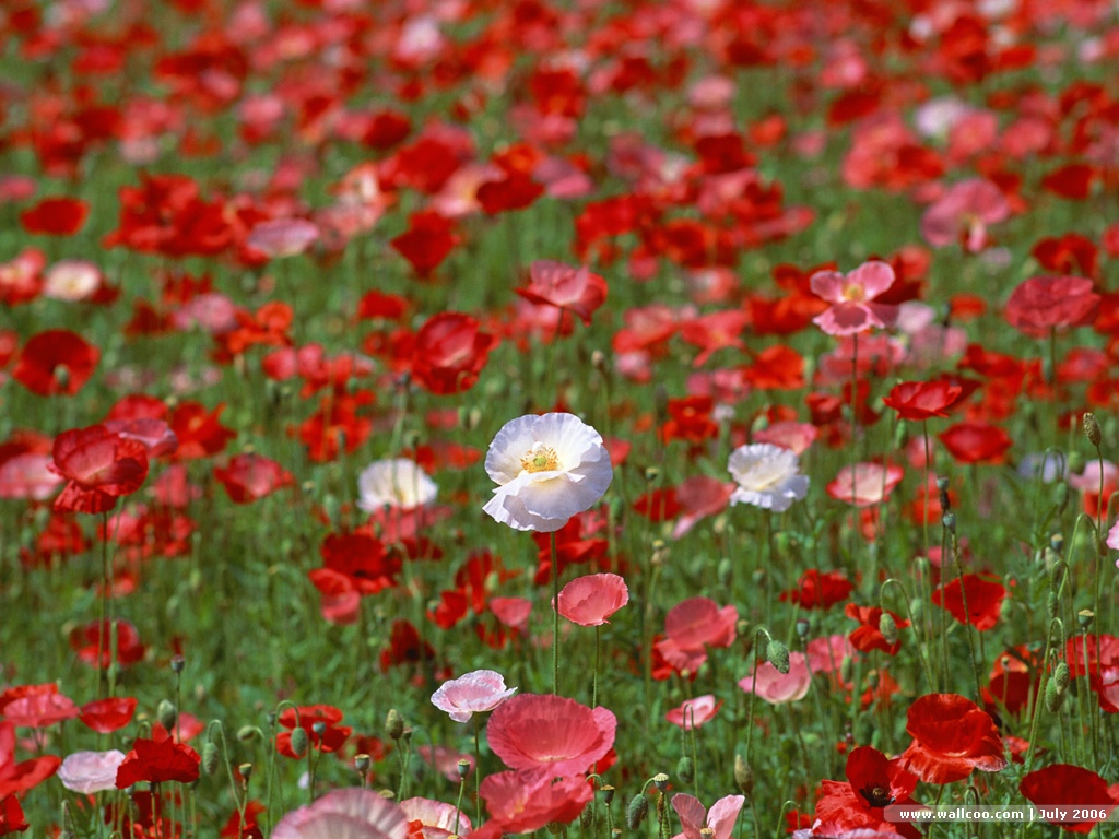 壁纸1024x768鲜艳的虞美人 Corn Poppy Flower Wallpapers 花卉 虞美人图片 Desktop Wallpaper of poppy flower壁纸 鲜艳的虞美人Corn Poppy Flower Wallpapers壁纸 鲜艳的虞美人Corn Poppy Flower Wallpapers图片 鲜艳的虞美人Corn Poppy Flower Wallpapers素材 花卉壁纸 花卉图库 花卉图片素材桌面壁纸