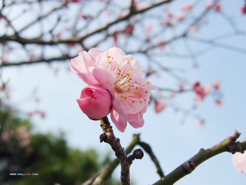 壁纸800x600 樱花桃花图片壁纸 peach and cherry Desktop Wallpaper壁纸 樱花-桃花摄影壁纸壁纸 樱花-桃花摄影壁纸图片 樱花-桃花摄影壁纸素材 花卉壁纸 花卉图库 花卉图片素材桌面壁纸