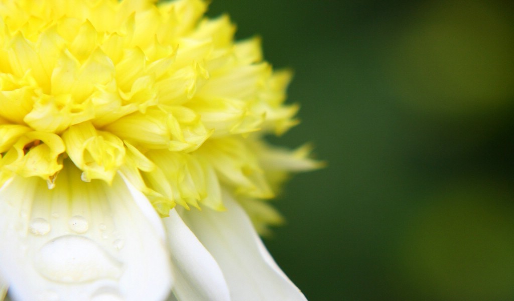 壁纸1024x600 白色大丽花图片 White Dahlia photo壁纸 雍容华贵的大丽菊壁纸 雍容华贵的大丽菊图片 雍容华贵的大丽菊素材 花卉壁纸 花卉图库 花卉图片素材桌面壁纸