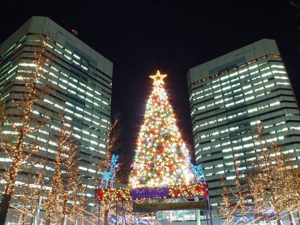 壁纸1024x768 迷人夜景圣诞树图片 Christmas night Christmas Trees壁纸 闪烁美丽的圣诞树夜景壁纸壁纸 闪烁美丽的圣诞树夜景壁纸图片 闪烁美丽的圣诞树夜景壁纸素材 节日壁纸 节日图库 节日图片素材桌面壁纸