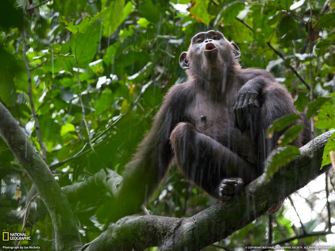 壁纸1400x1050游历大千世界  chimp call 黑猩猩的呼喊图片壁纸壁纸 国家地理杂志每日一图2010三月摄影壁纸壁纸 国家地理杂志每日一图2010三月摄影壁纸图片 国家地理杂志每日一图2010三月摄影壁纸素材 人文壁纸 人文图库 人文图片素材桌面壁纸