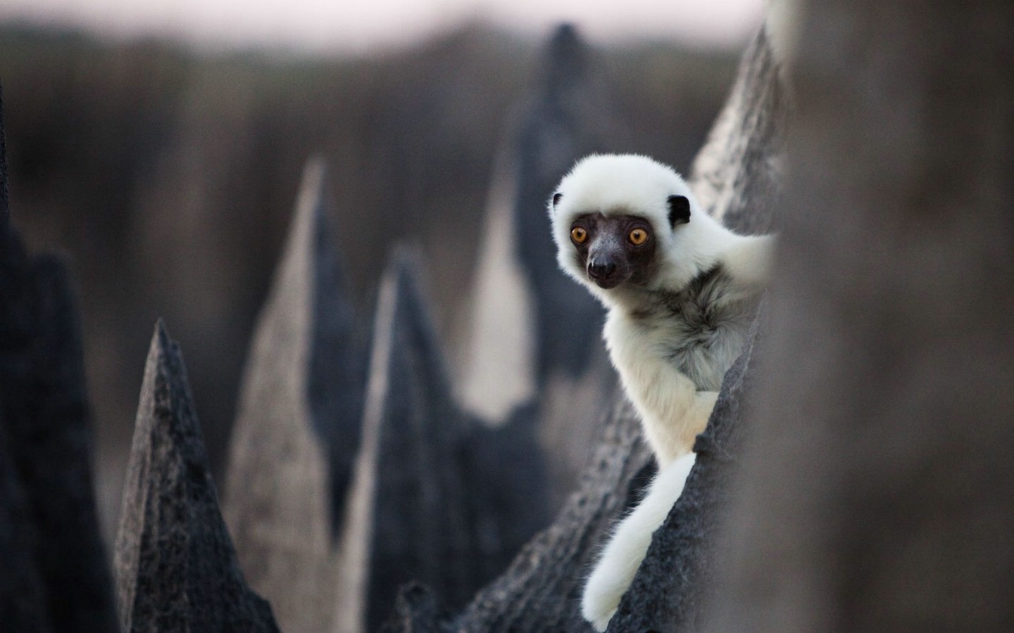 壁纸1440x900游历大千世界  sifaka madagascar 马达加斯加 德肯狐猴图片壁纸壁纸 国家地理杂志每日一图2010三月摄影壁纸壁纸 国家地理杂志每日一图2010三月摄影壁纸图片 国家地理杂志每日一图2010三月摄影壁纸素材 人文壁纸 人文图库 人文图片素材桌面壁纸