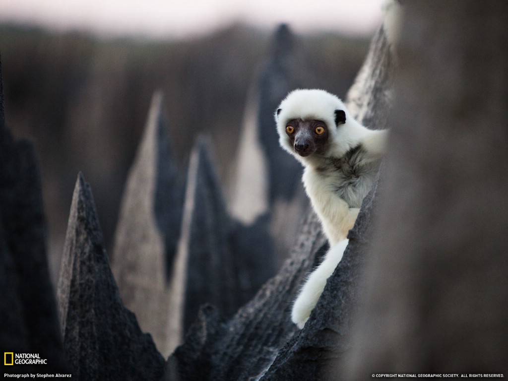 壁纸1024x768游历大千世界  sifaka madagascar 马达加斯加 德肯狐猴图片壁纸壁纸 国家地理杂志每日一图2010三月摄影壁纸壁纸 国家地理杂志每日一图2010三月摄影壁纸图片 国家地理杂志每日一图2010三月摄影壁纸素材 人文壁纸 人文图库 人文图片素材桌面壁纸