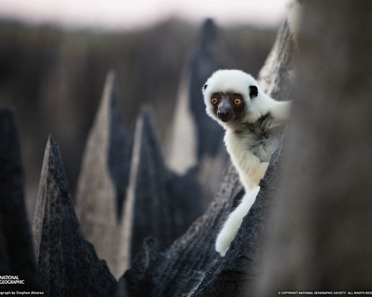 壁纸1280x1024游历大千世界  sifaka madagascar 马达加斯加 德肯狐猴图片壁纸壁纸 国家地理杂志每日一图2010三月摄影壁纸壁纸 国家地理杂志每日一图2010三月摄影壁纸图片 国家地理杂志每日一图2010三月摄影壁纸素材 人文壁纸 人文图库 人文图片素材桌面壁纸