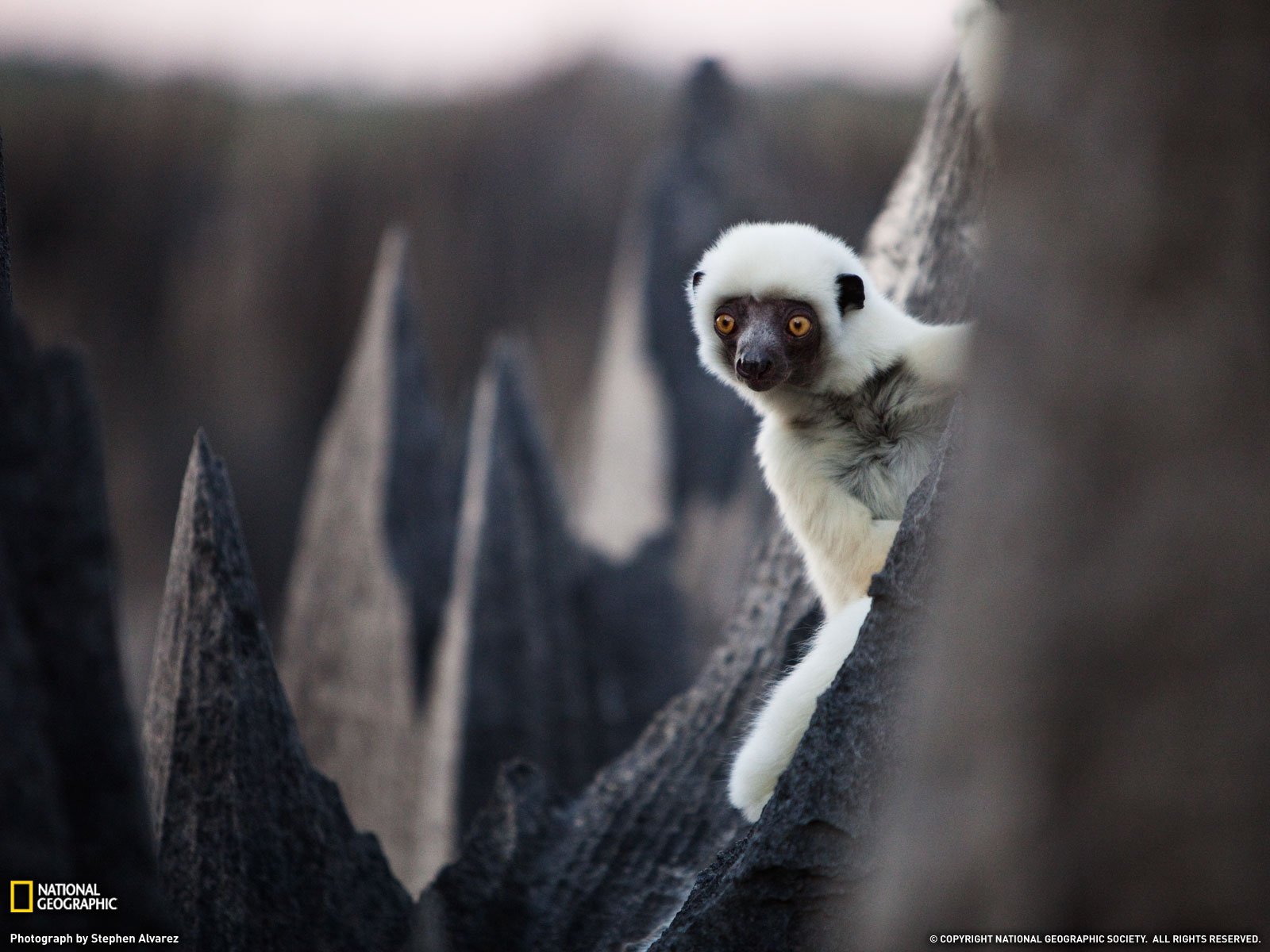 壁纸1600x1200游历大千世界  sifaka madagascar 马达加斯加 德肯狐猴图片壁纸壁纸 国家地理杂志每日一图2010三月摄影壁纸壁纸 国家地理杂志每日一图2010三月摄影壁纸图片 国家地理杂志每日一图2010三月摄影壁纸素材 人文壁纸 人文图库 人文图片素材桌面壁纸