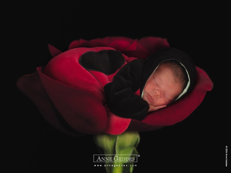 壁纸800x600 婴儿图片 婴儿可爱造型 Desktop Wallpaper of Anne Baby Photography壁纸 Anne Geddes 婴儿摄影作品(二)花仙子壁纸 Anne Geddes 婴儿摄影作品(二)花仙子图片 Anne Geddes 婴儿摄影作品(二)花仙子素材 摄影壁纸 摄影图库 摄影图片素材桌面壁纸