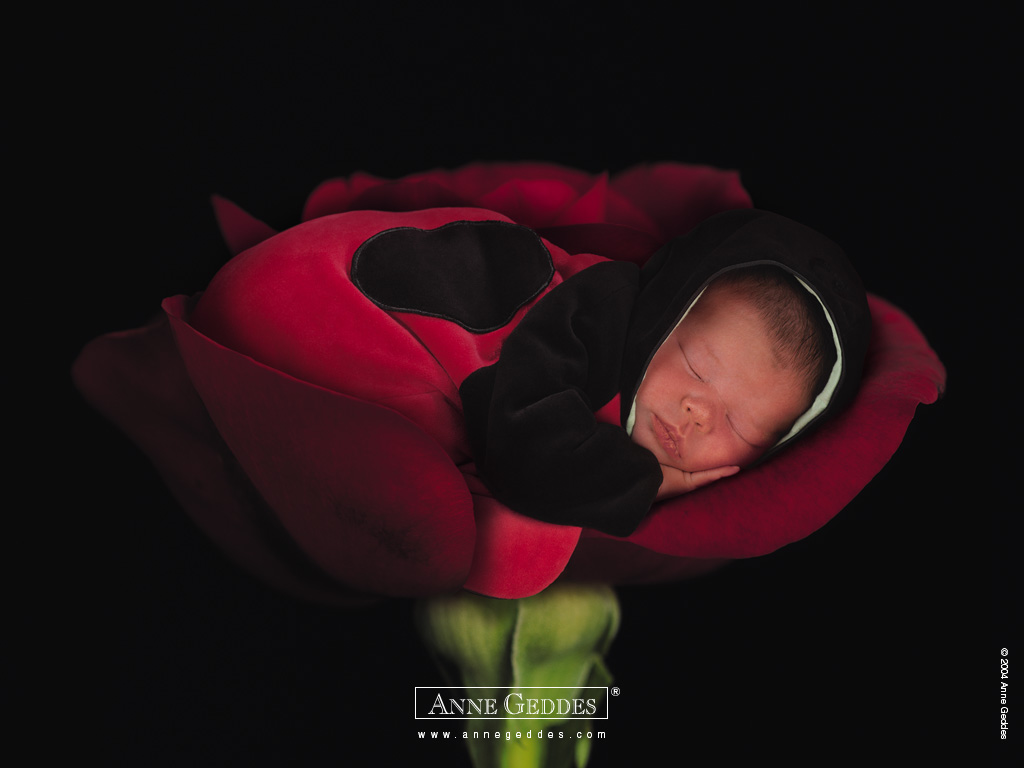 壁纸1024x768 婴儿图片 婴儿可爱造型 Desktop Wallpaper of Anne Baby Photography壁纸 Anne Geddes 婴儿摄影作品(二)花仙子壁纸 Anne Geddes 婴儿摄影作品(二)花仙子图片 Anne Geddes 婴儿摄影作品(二)花仙子素材 摄影壁纸 摄影图库 摄影图片素材桌面壁纸