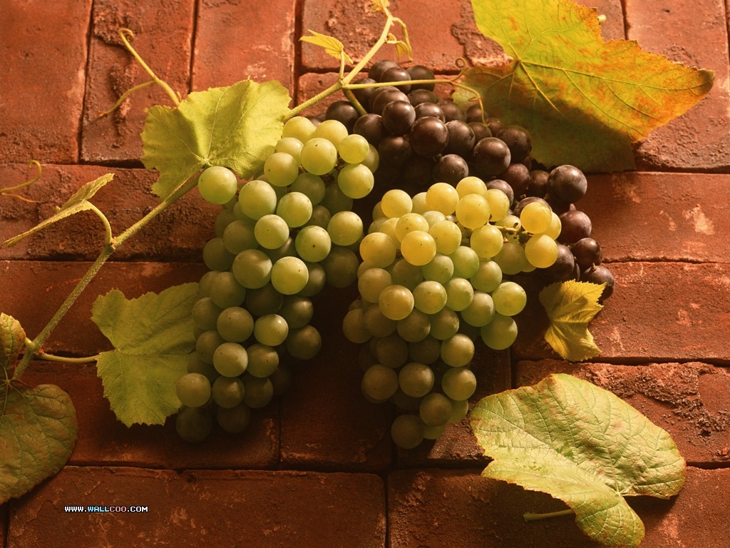 壁纸1024x768 丰收水果图片壁纸 Stock Photographs of Fruit Photography壁纸 丰收季节(一)水果特写壁纸 丰收季节(一)水果特写图片 丰收季节(一)水果特写素材 摄影壁纸 摄影图库 摄影图片素材桌面壁纸