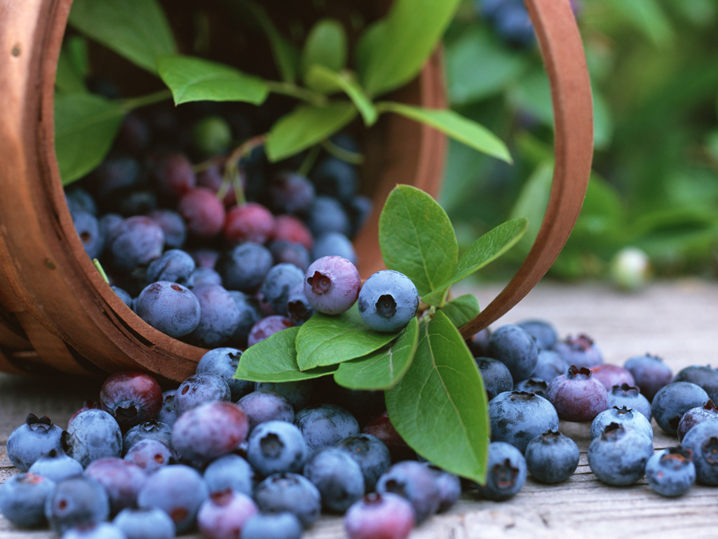 壁纸1024x768硕果累累 蓝莓篇 水果 蓝莓图片壁纸 Stock Photographs of Blueberries壁纸 硕果累累蓝莓篇壁纸 硕果累累蓝莓篇图片 硕果累累蓝莓篇素材 摄影壁纸 摄影图库 摄影图片素材桌面壁纸